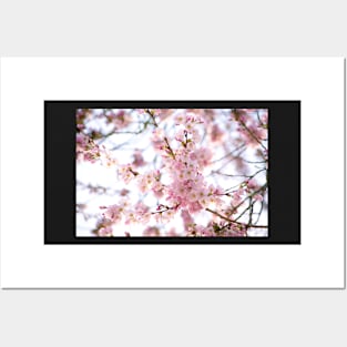 Sakura Blossoms Posters and Art